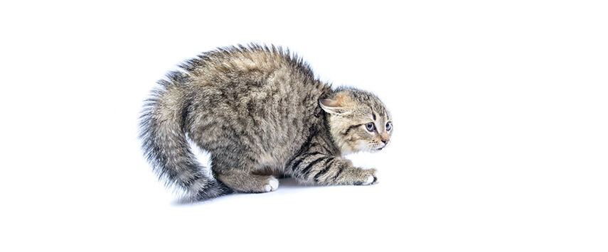 Cat Calming Aids & Behavior Control